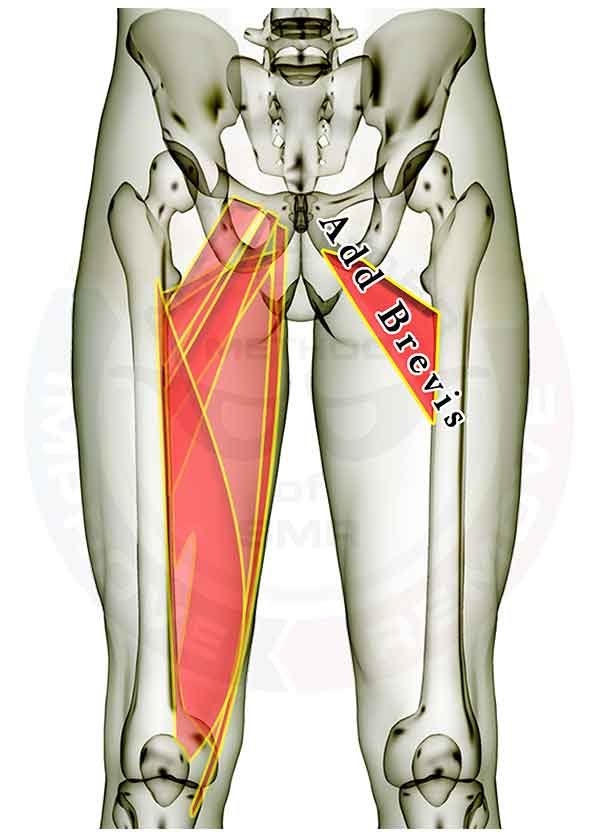 Adductor Brevis Alexander Method of SMR — SMRtips