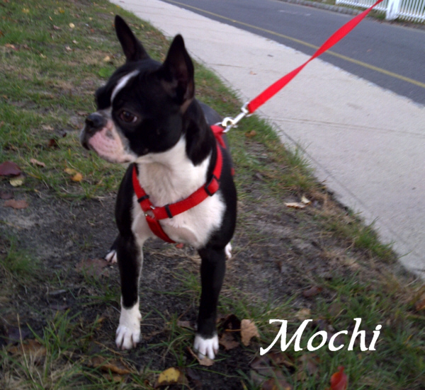 Pet Sitters & Dog Walking Service in Toms River and Surrounding Areas