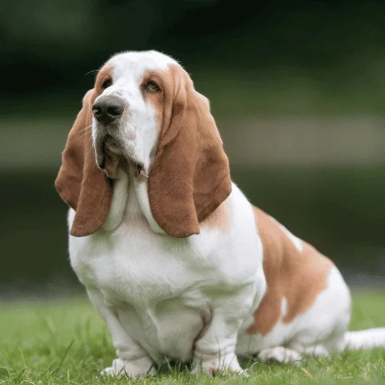 Basset Hound, el amigo de los niños Razas de perros Smylepets