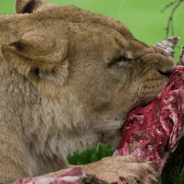 ¿Qué comen los Leones? Smylepets