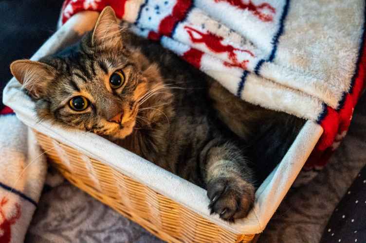Mejores camas para gatos ¿Baratas, originales o caseras? Smylepets