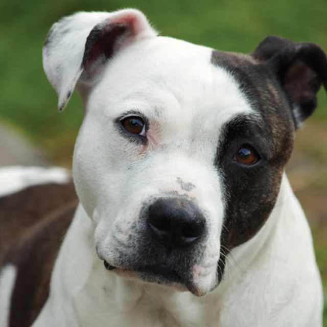 Perros Pitbull 15 Razas modernas para conocer Smylepets