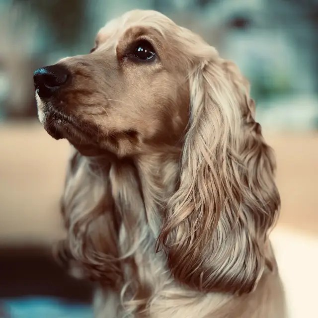 Cocker Spaniel Inglés Un alegre, inteligente y leal compañero Smylepets