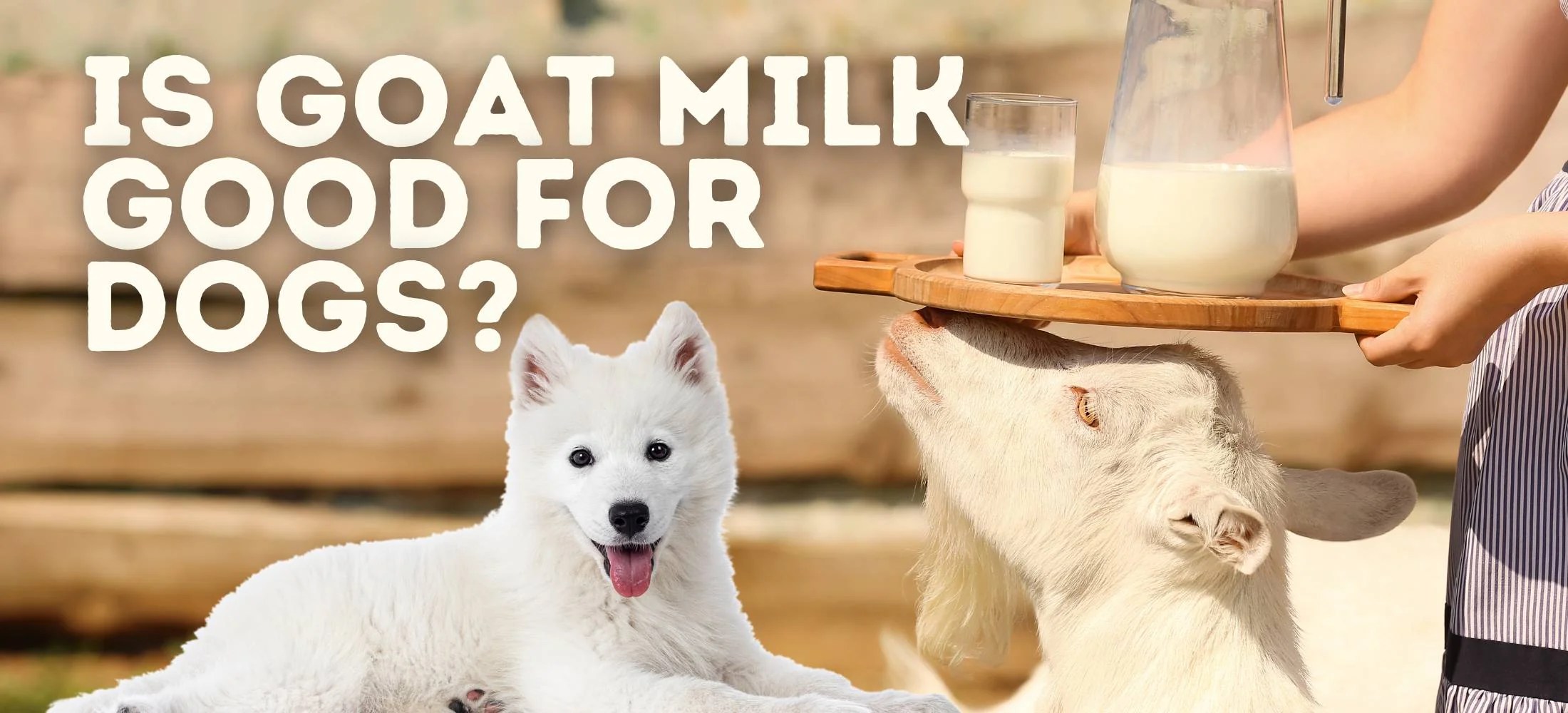 Is Goat Milk Good For Dogs? Essential Tips To Transform Your Dog's Die