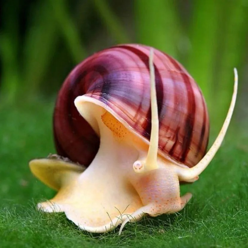 What Do Mystery Snails Eat? SNAILS 101