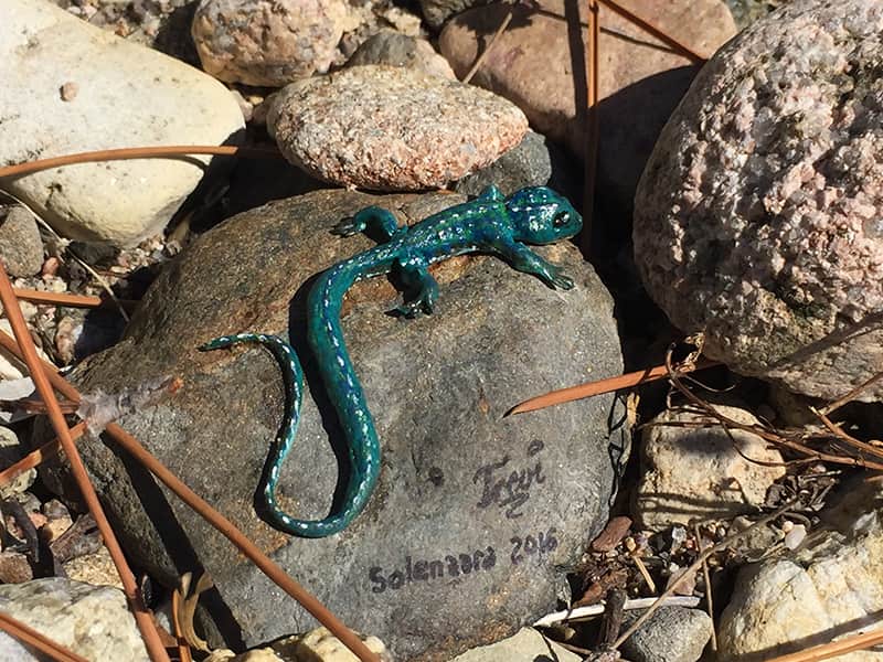 Korsika Kriechtiere die erste Runde snake.ch