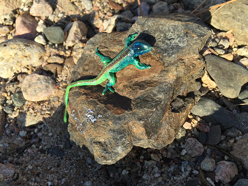 Korsika Kriechtiere die erste Runde snake.ch