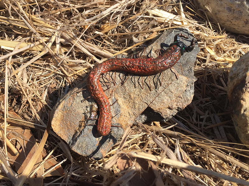 Corsica Critters Meet the Guys snake.ch