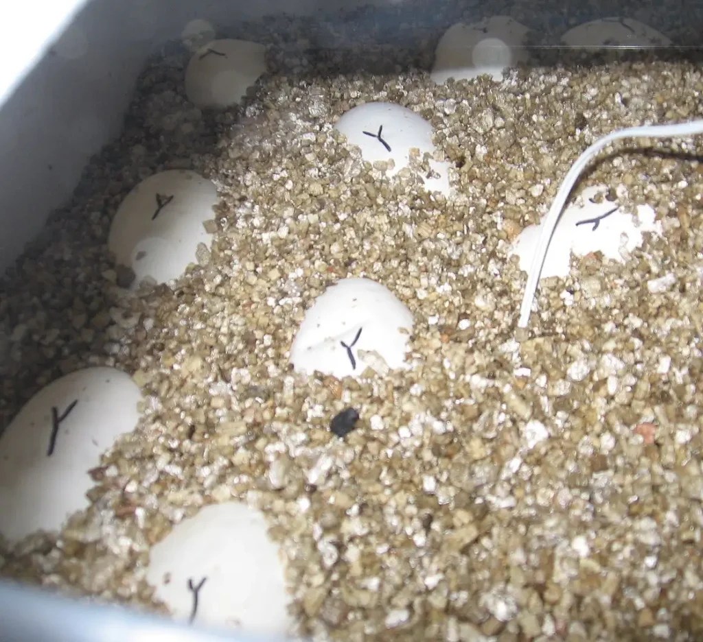 A Fascinating Look At How Many Eggs Ball Pythons Lay In A Year