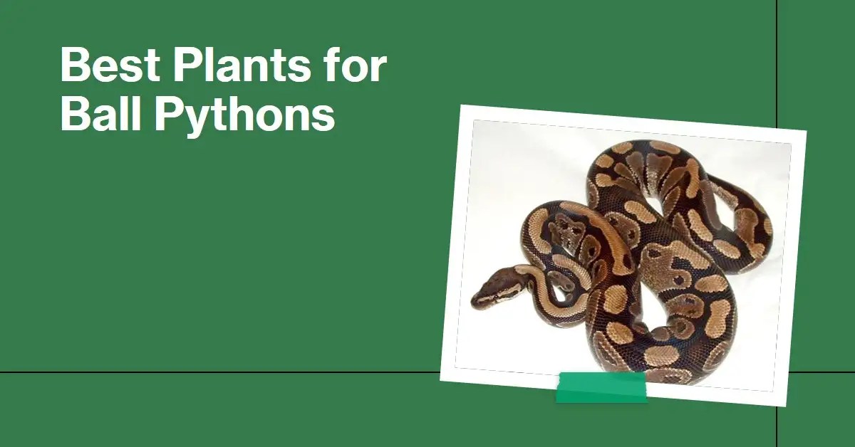 Green Oasis The Best Plants for Ball Pythons