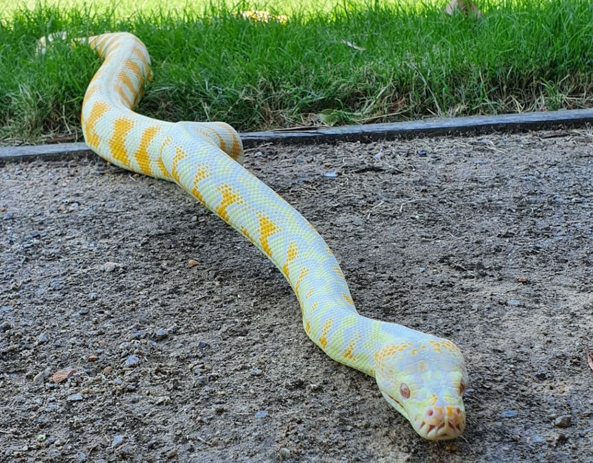 Albino Carpet Python Snake Catcher Brisbane