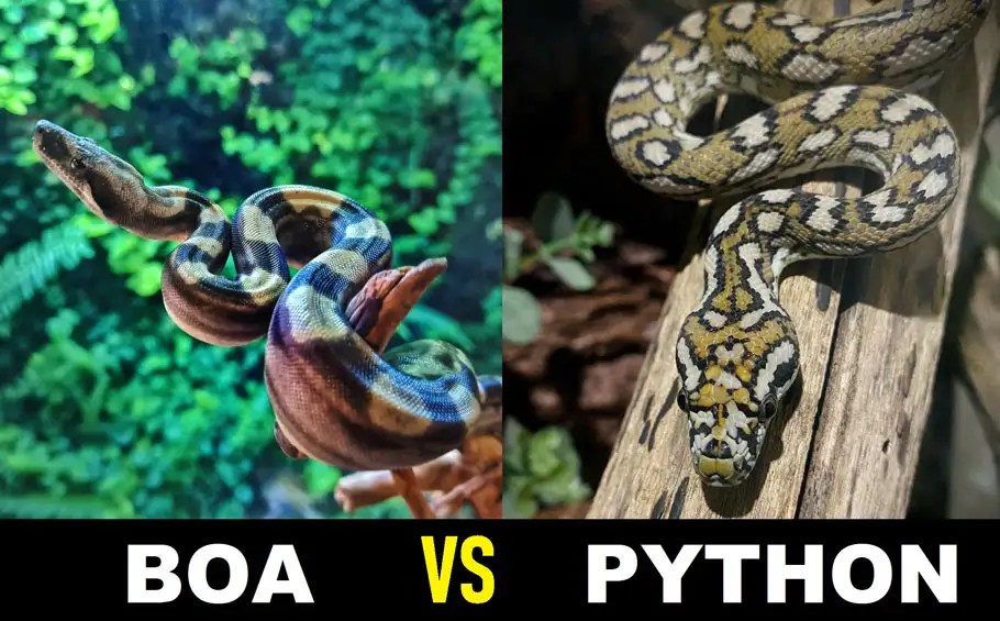 Boa vs Python Snake: 5 Best Differences To Tell Them Apart!