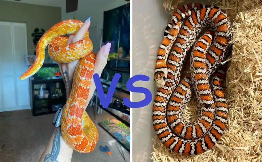 Corn Snake Vs King Snake Differences & Similarities