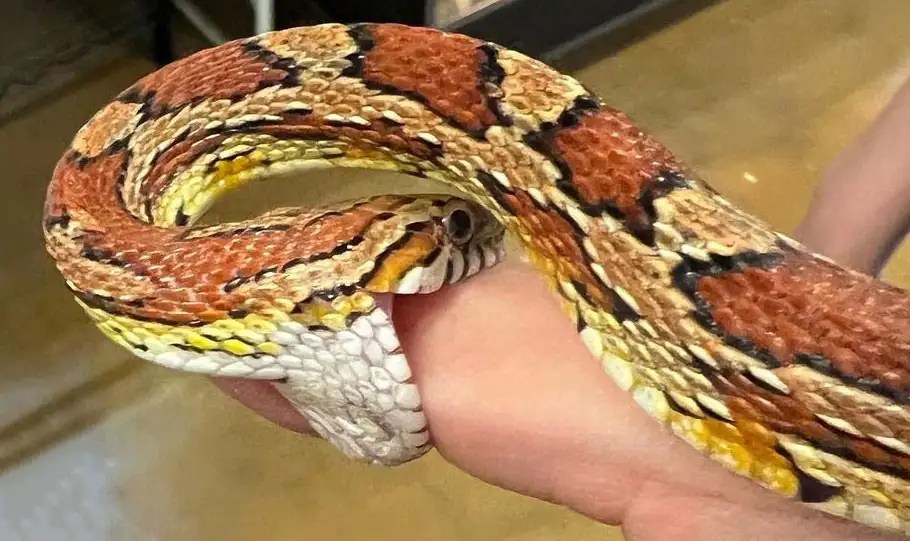 Do Corn Snakes Bite A Guide To Why They Bite, Prevention And Cure