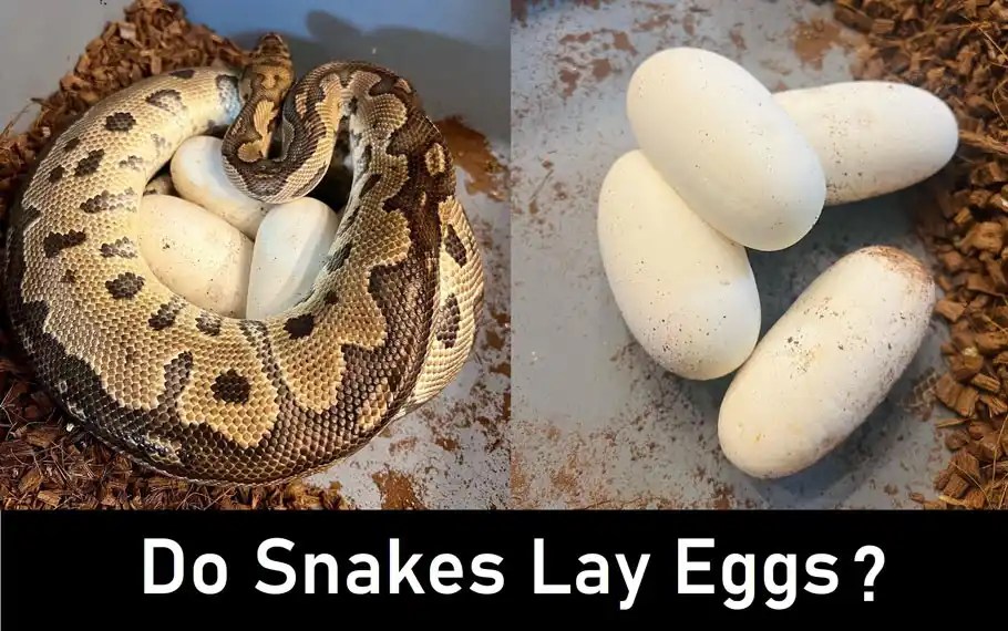 Do Snakes Lay Eggs A Guide To How Snakes Bring Their Babies To Earth!