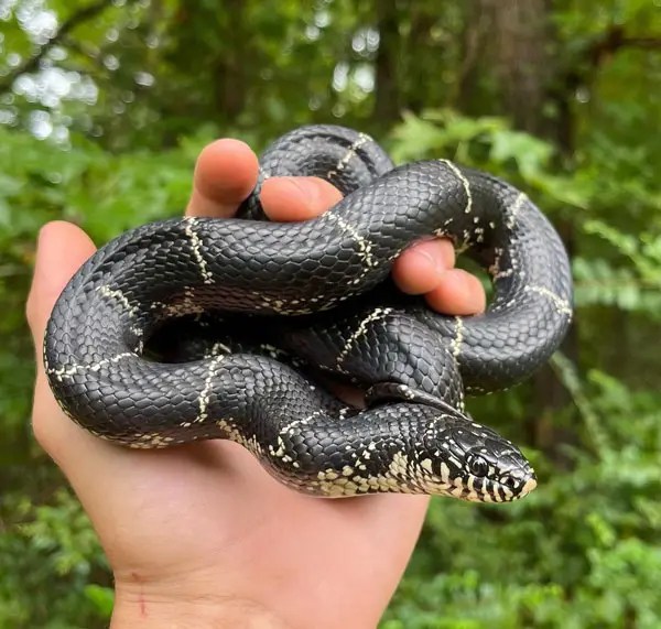 Corn Snake Vs King Snake Differences & Similarities