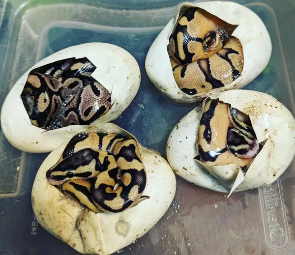 Do Snakes Lay Eggs A Guide To How Snakes Bring Their Babies To Earth!