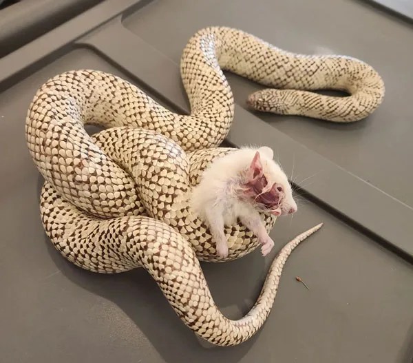 Corn Snake Vs King Snake Differences & Similarities