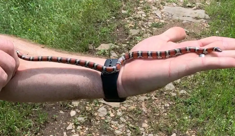 Milk Snake Size AZ With SizeChart And CareGuide!