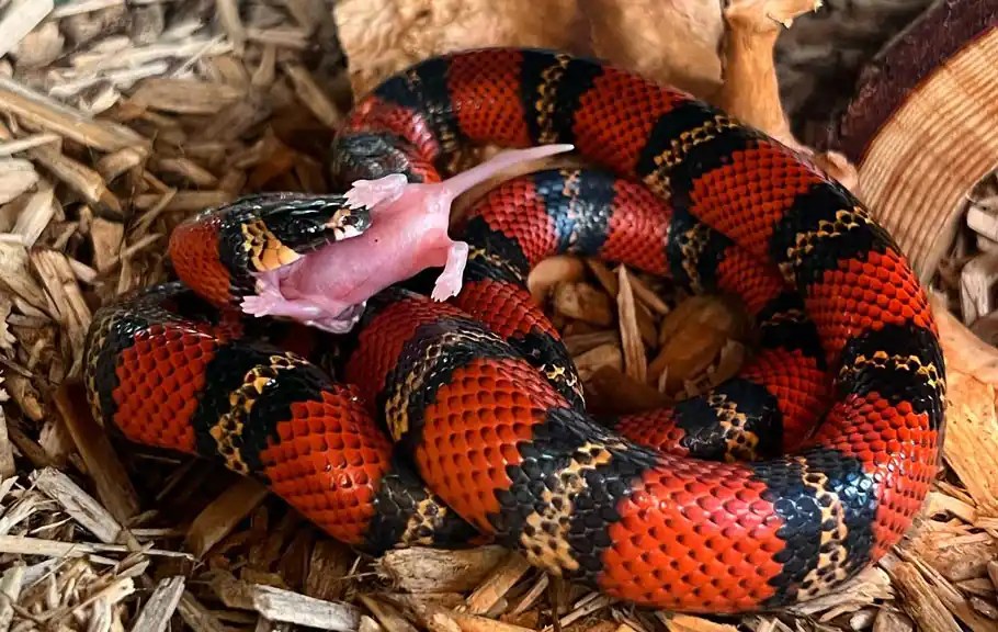 What Do Milk Snakes Eat Discover What These Critters Include In Their