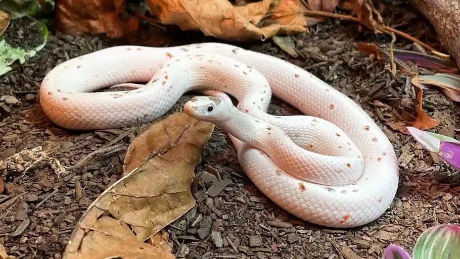 Palmetto Corn Snake Lifestyle And Care Guide!