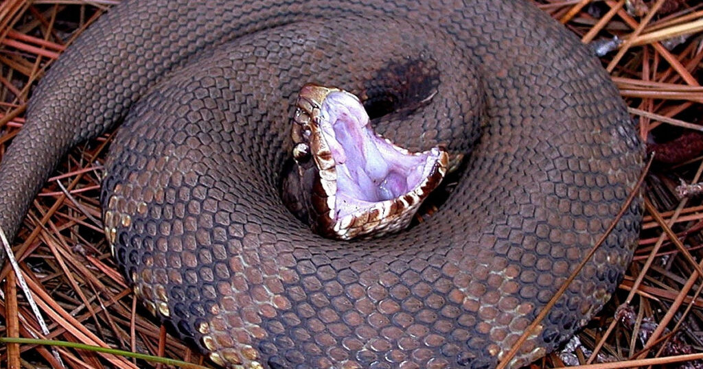 The Complete Guide On Dog Snakebites The Most Powerful Snake Repellers