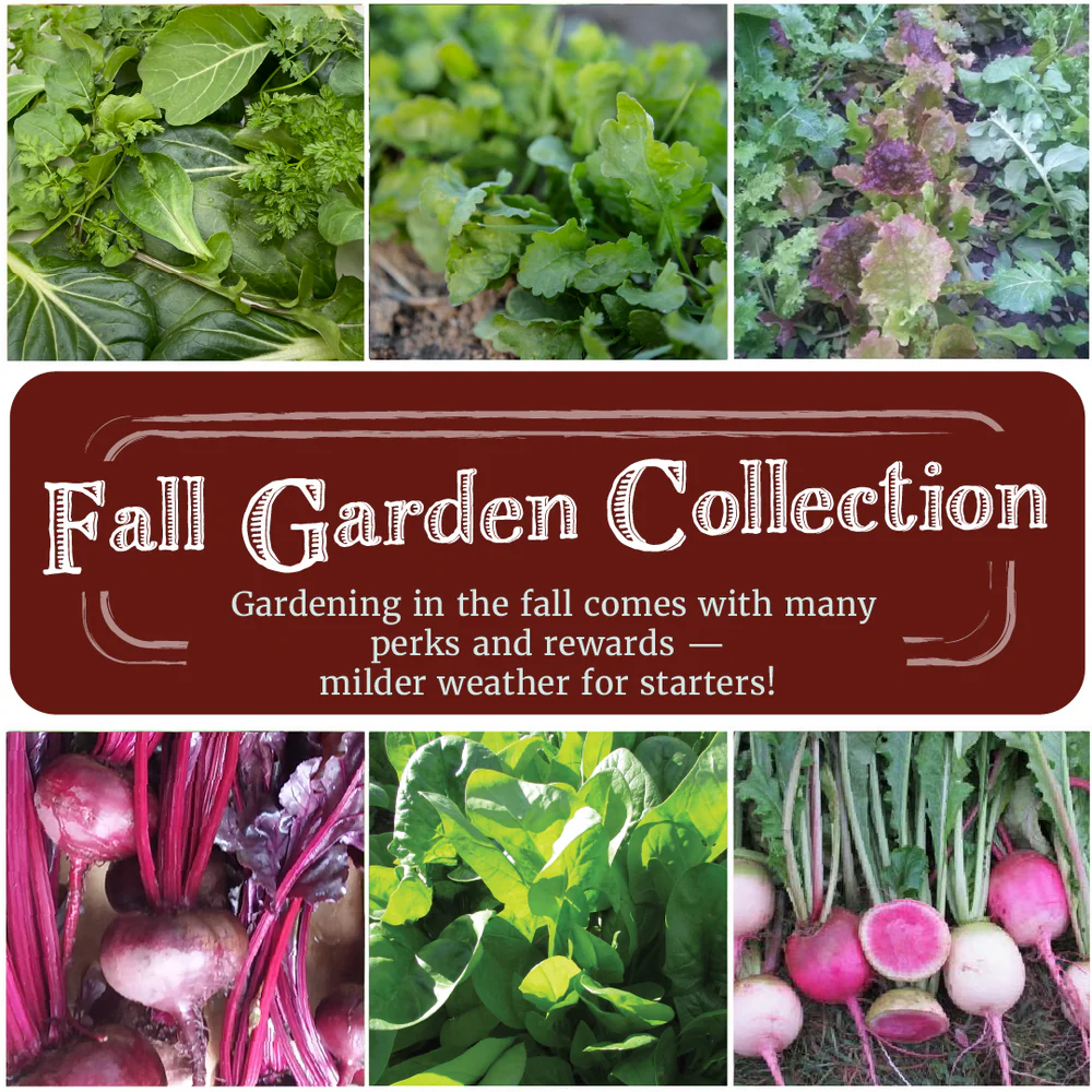 Fall Garden Seed Collection Snake River Seed Cooperative