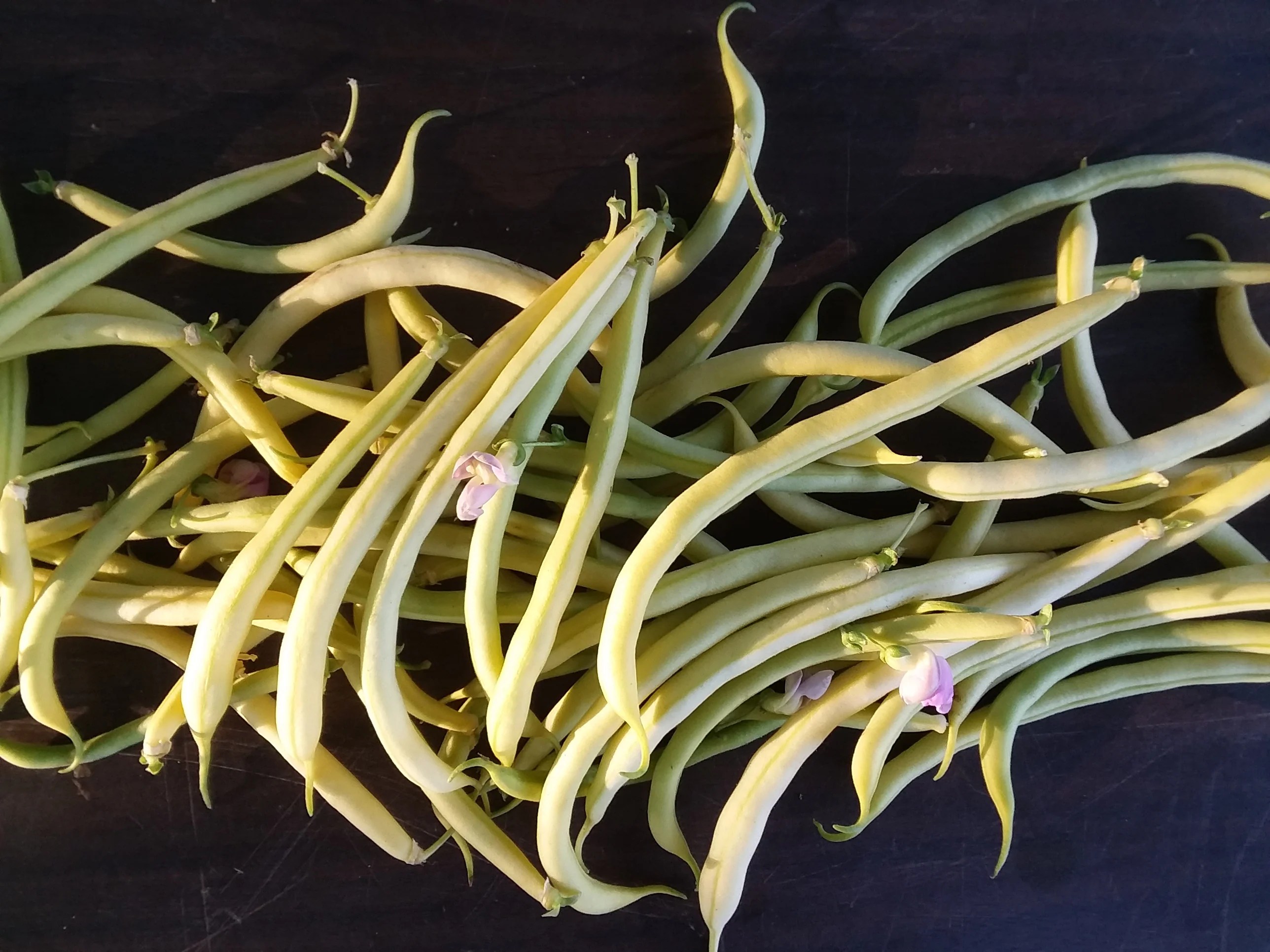 Bean, Rocdor Snake River Seed Cooperative