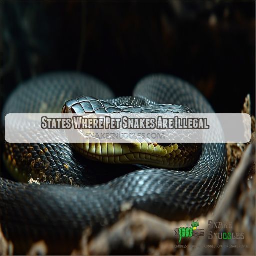 Snake Laws Ownership, Handling, and Liability Regulations Explained