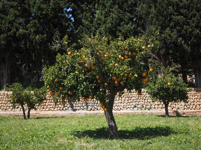 Free Images bestoforanges fruits orange