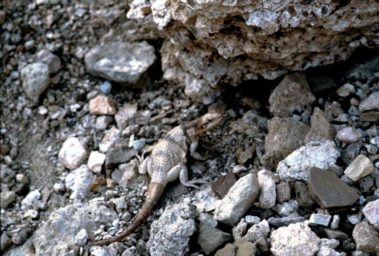 Free Public Domain Images SnappyGoat