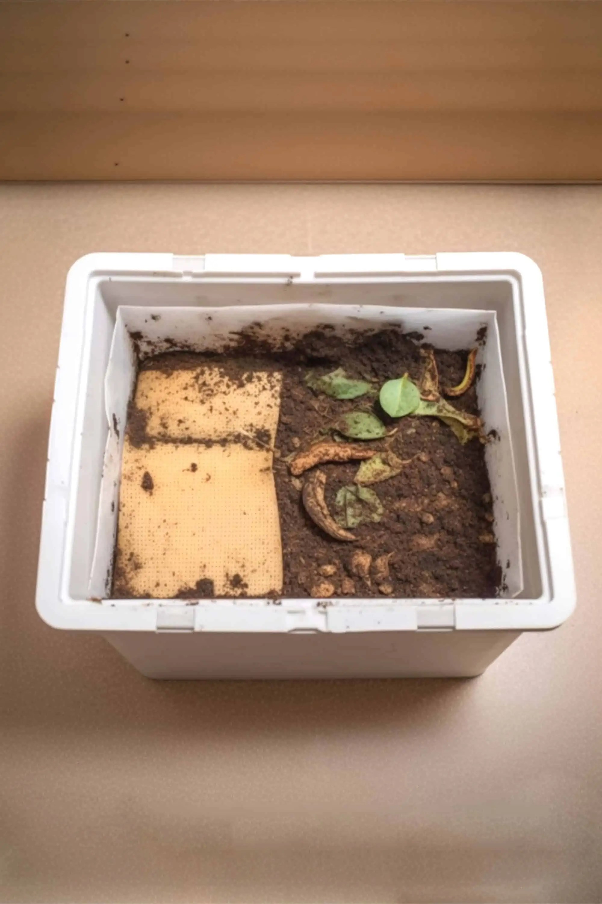 Best Worm Bins for Composting Snappy Living