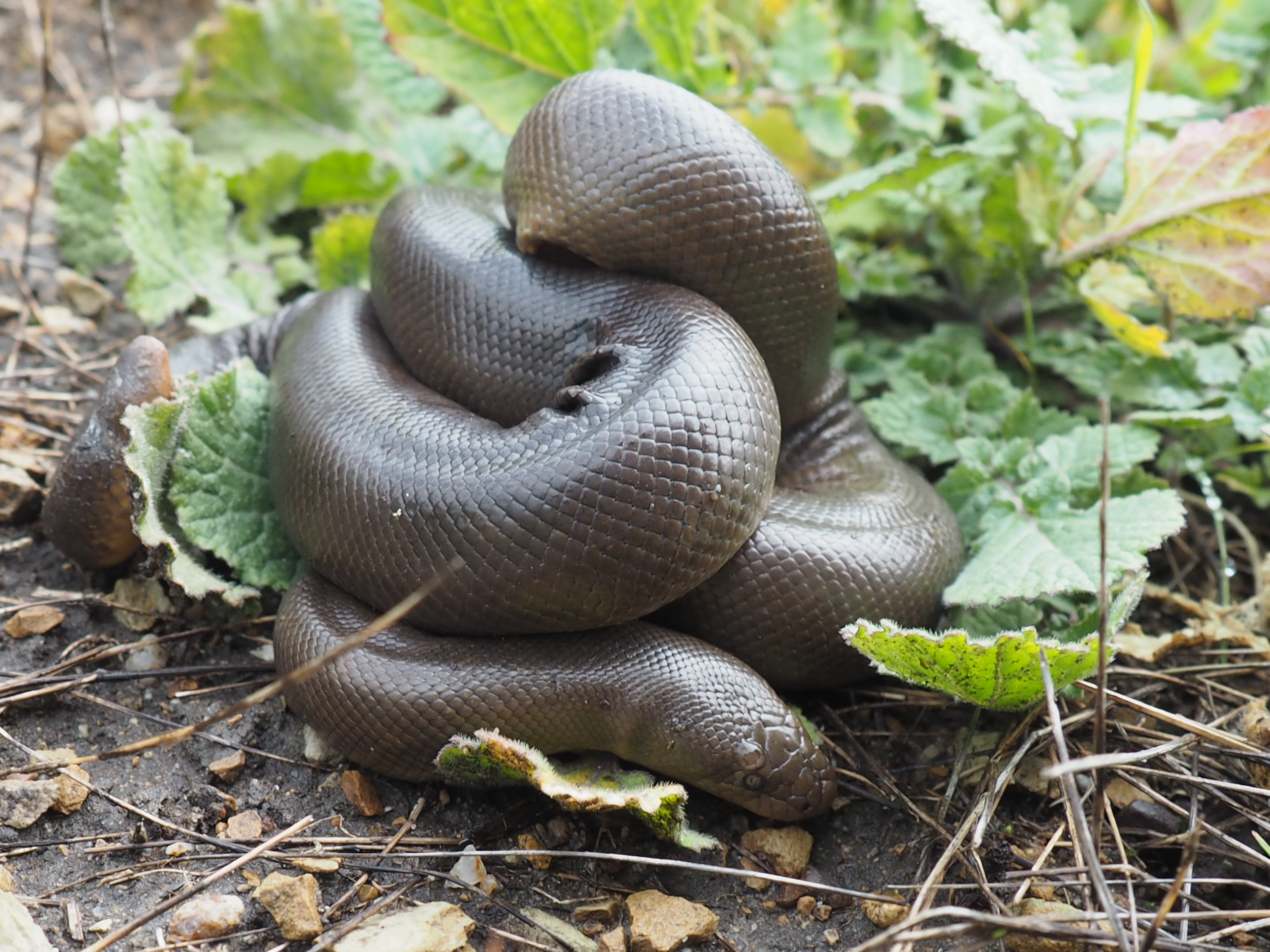 Rubber Boa Sierra Nevada Aquatic Research Laboratory