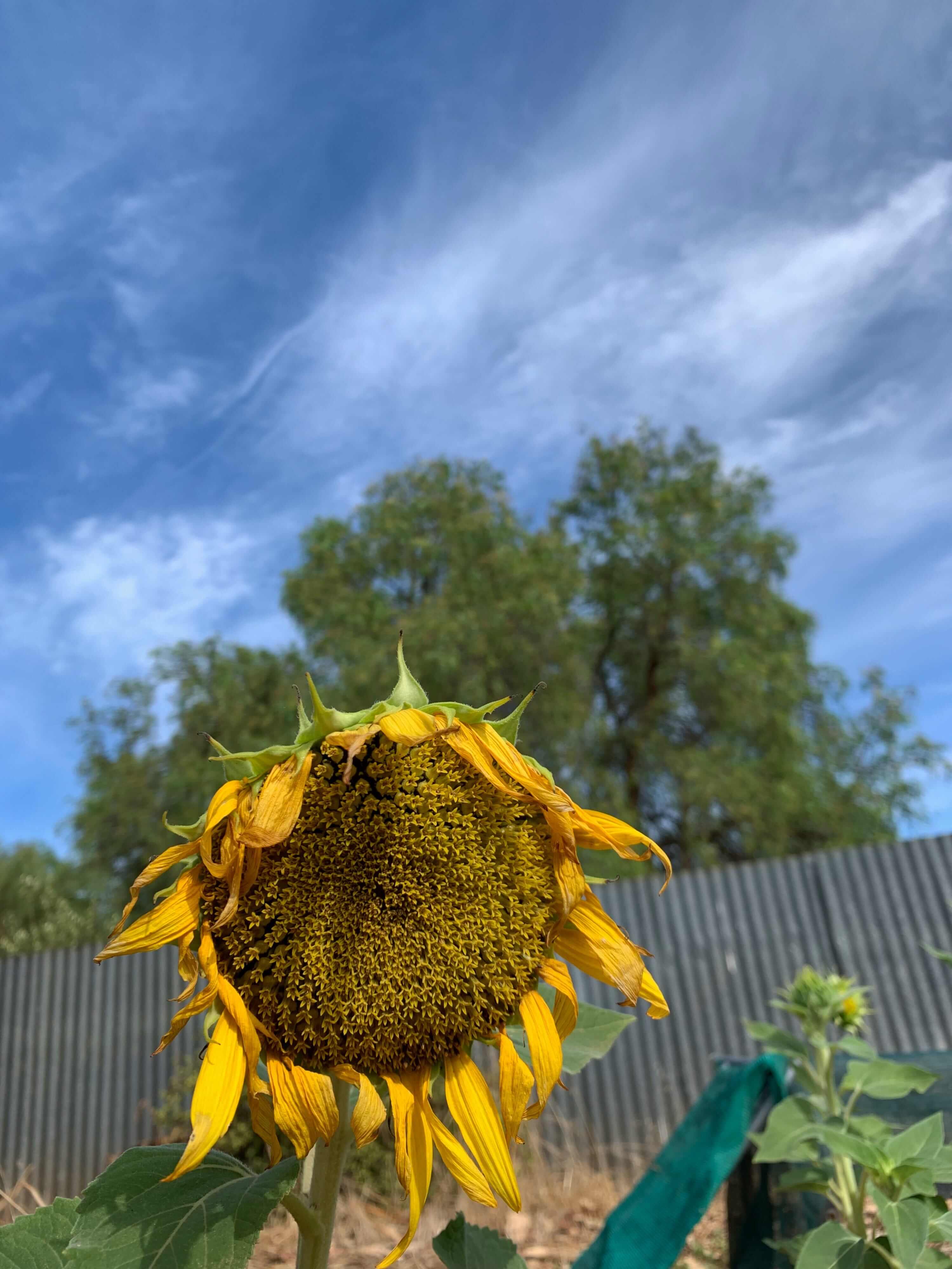 Heat stroke The Chaos Within