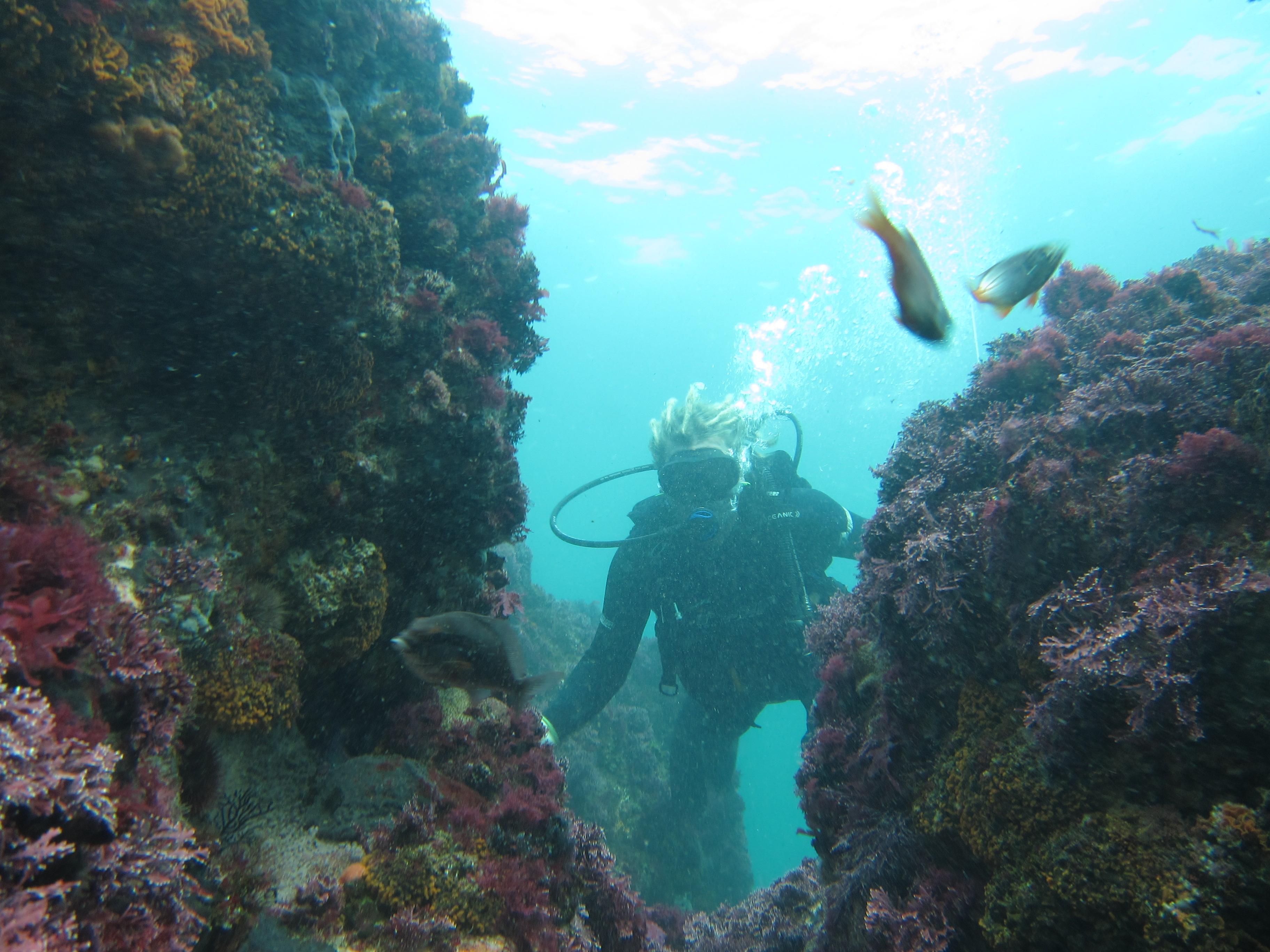 Scuba Dive Storms River Budget Deals and Offers Book Now!