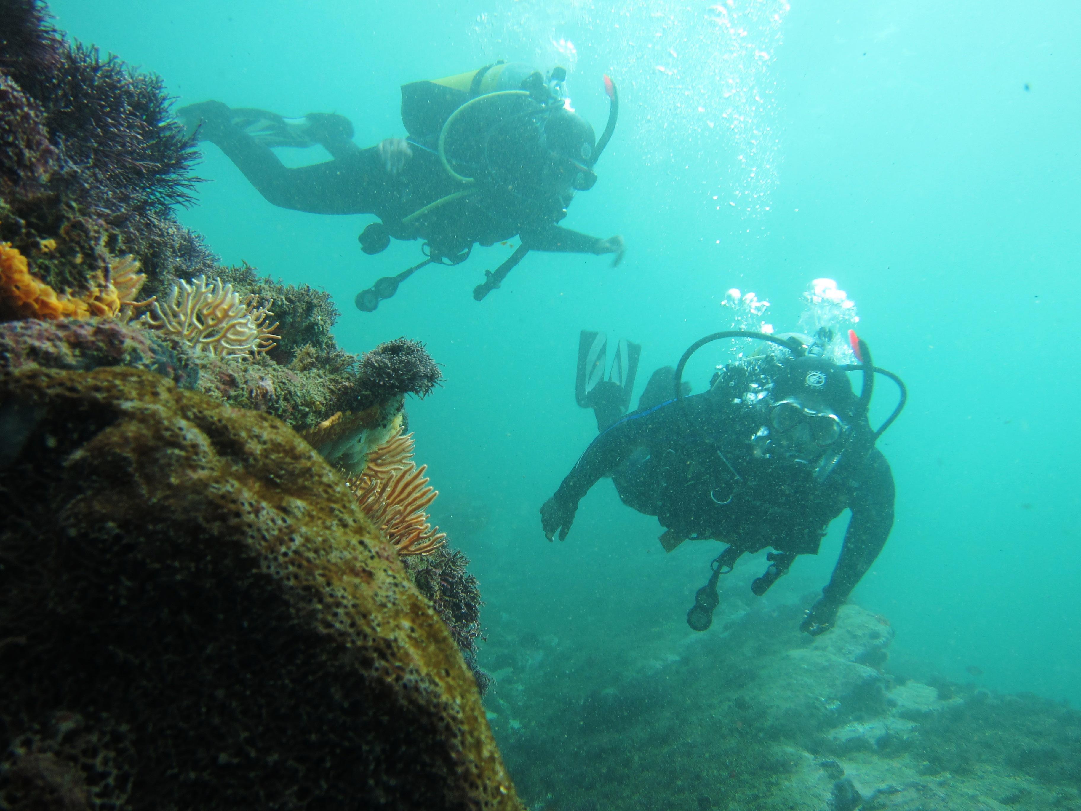 Scuba Dive Storms River Budget Deals and Offers Book Now!