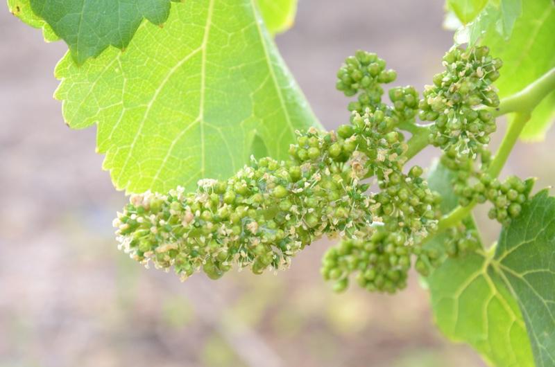 Welgemeend Estate Special Deals and Offers Book Now!