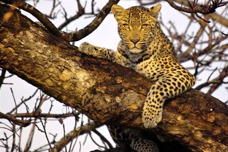 3 Day Garden Route, Big 5 & Bungy Tour