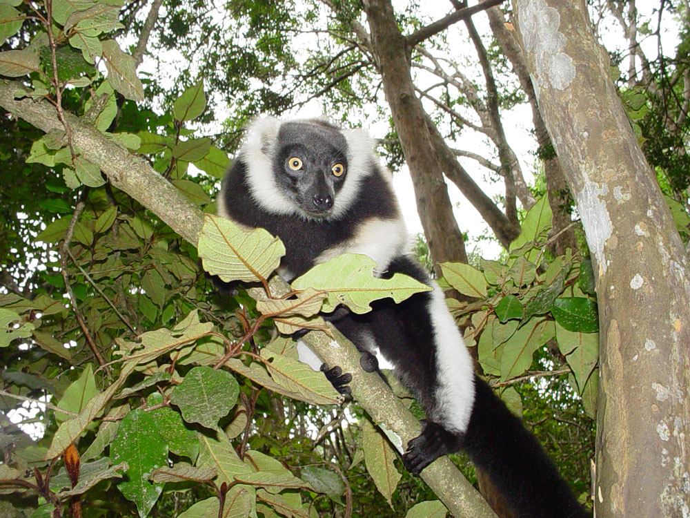 Monkeyland Book Your Dream SelfCatering or Bed and Breakfast Now!