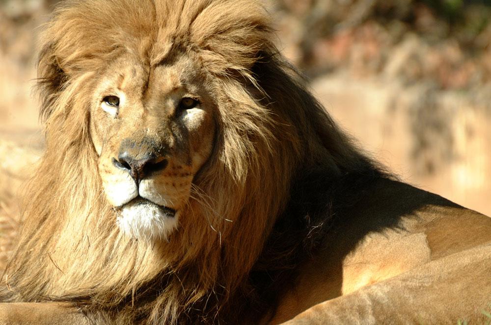 Johannesburg Zoo Book Your Dream SelfCatering or Bed and Breakfast Now!