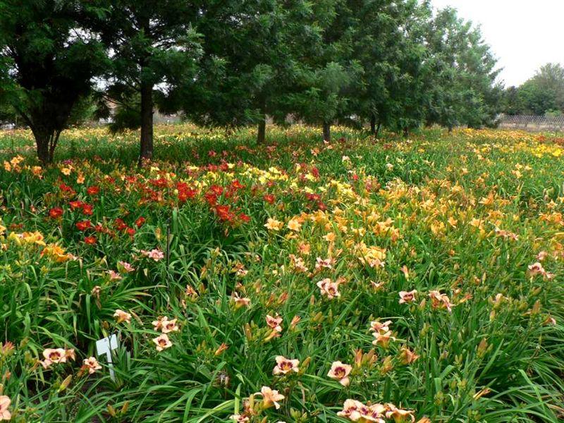 Flowers Montana Pretoria Best Flower Site