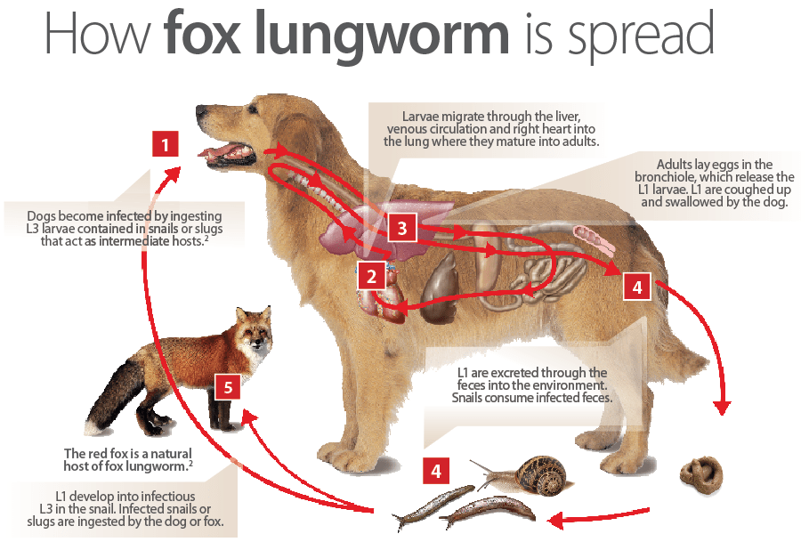baermann test Snelgrove Vet (Brampton, ON)