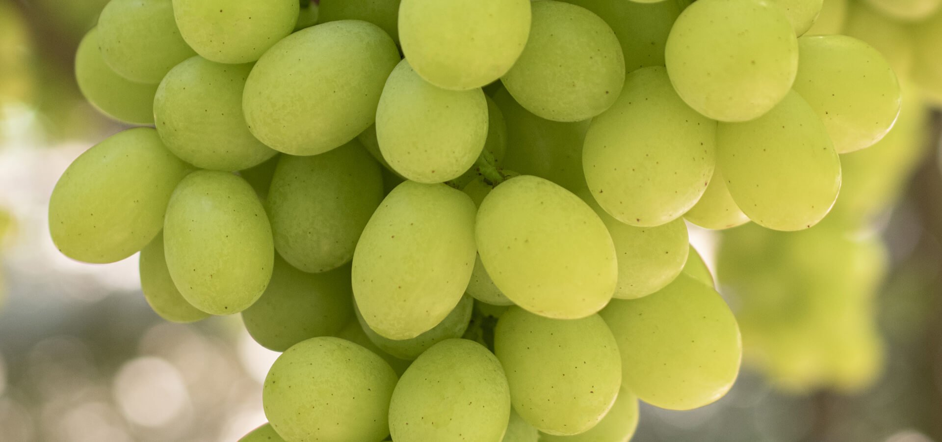 Sheegene 2 SNFL Group