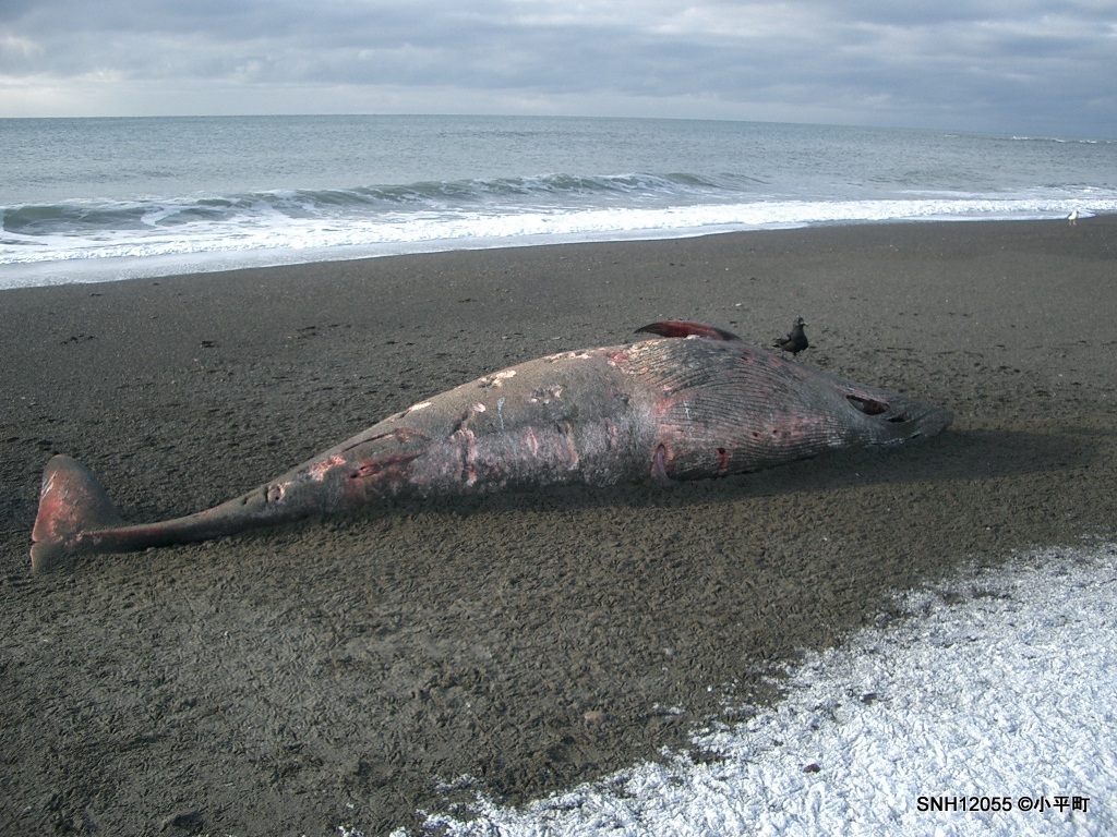 Snh155 漂着 留萌郡小平町 日本海 ミンククジラ Stranding Network Hokkaido