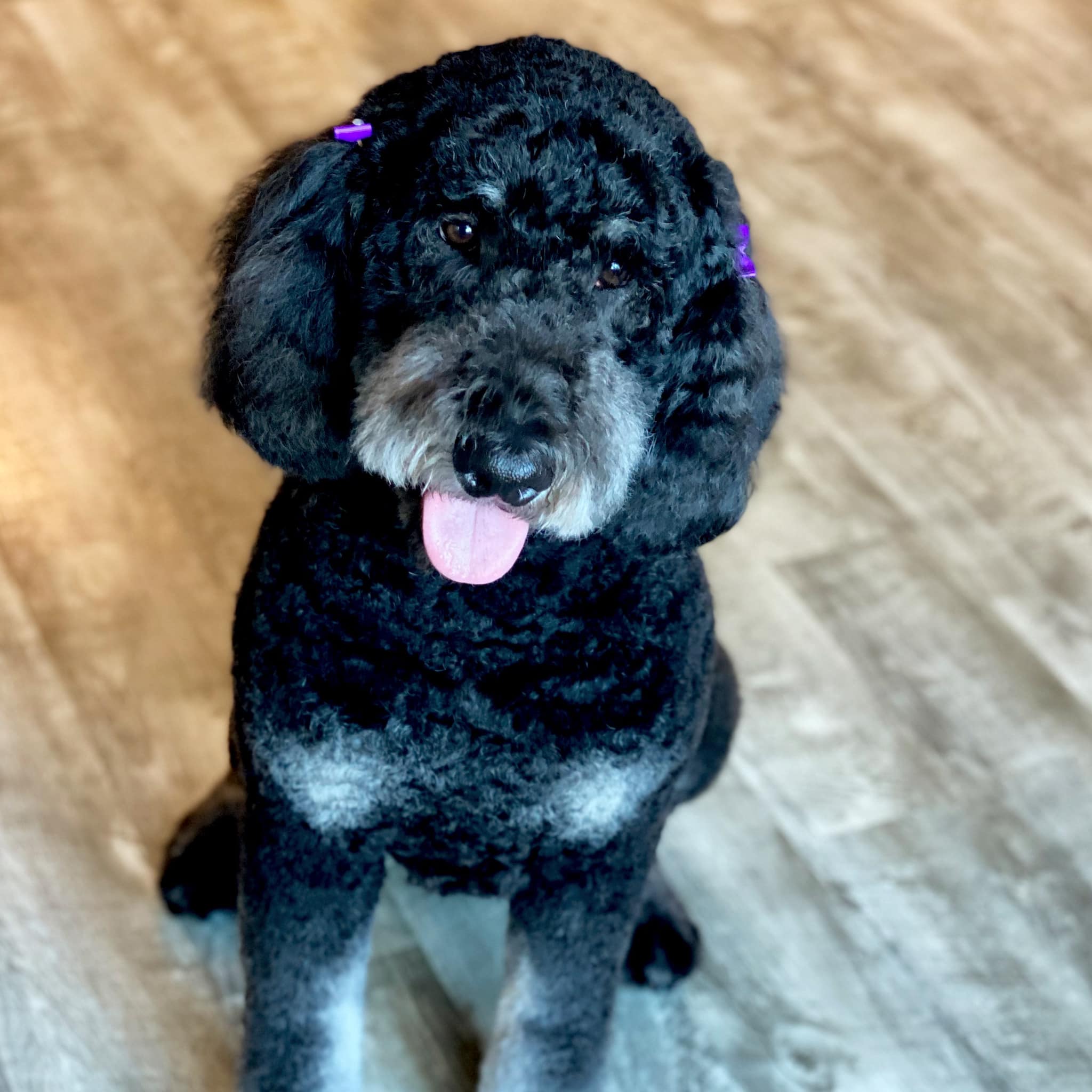 Southern NH PET GROOMING Professional Pet Grooming in Kingston, NH