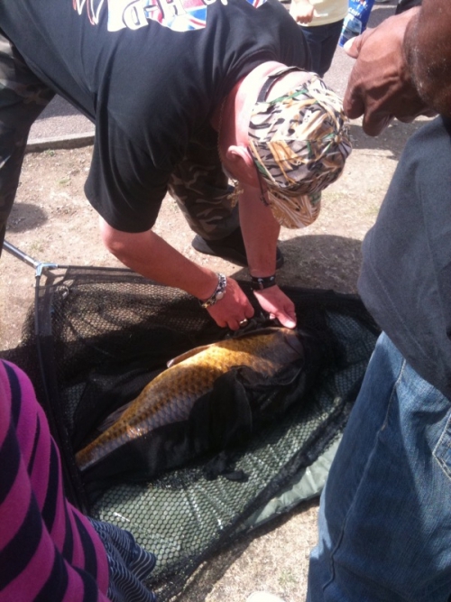 Carp Diem Giant fish caught in Victoria Park » The Metropolis Snipe