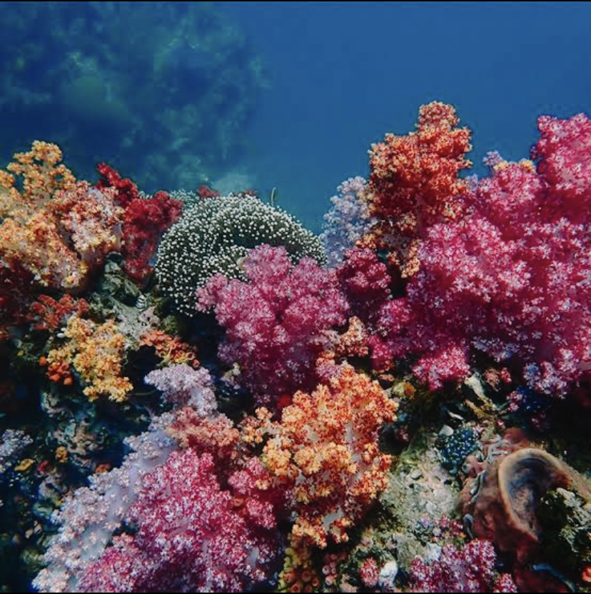 Skincare Chemicals and Coral Reefs SJI