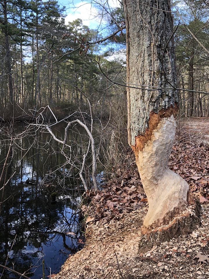 Busy Beavers SNJ Today
