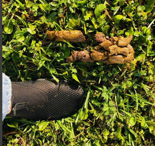 DOG OWNERS AND POOP LAWS SNN.BZ