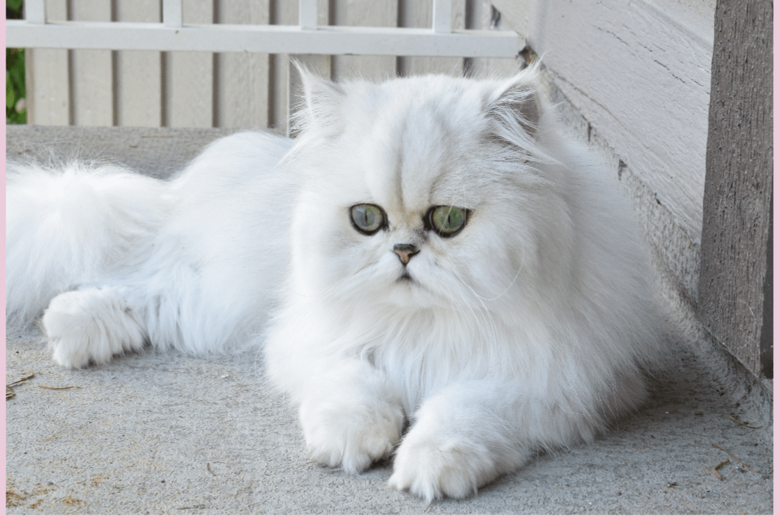 Beautiful Chinchilla Silver Persian Kittens for sale in Vancouver BC Canada